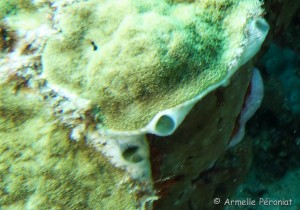 Malendure - îlet Pigeon    